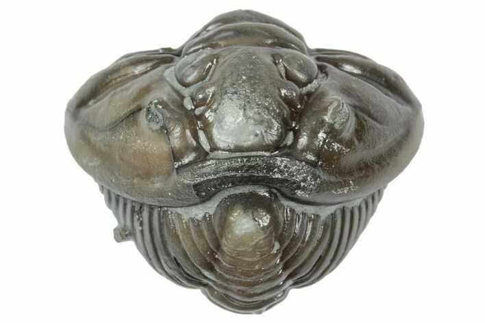 Wide Enrolled Flexicalymene Trilobite - Mt Orab, Ohio #358106